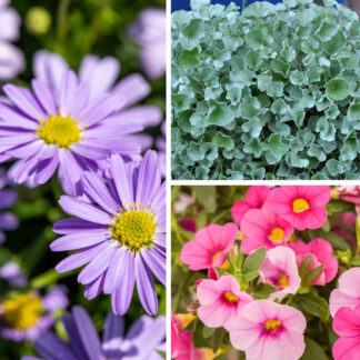 Balkonblumen "Blütensommer in Pastell", 6 Pflanzen*