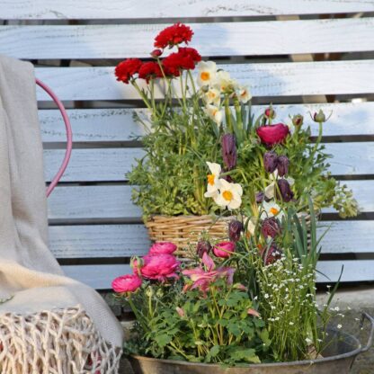 Balkonblumen "Blütenträume im Frühlingsgarten", 16 Pflanzen*