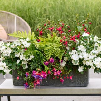 Balkonblumen "Blütentraum im Schatten", 6 Pflanzen, bunt*