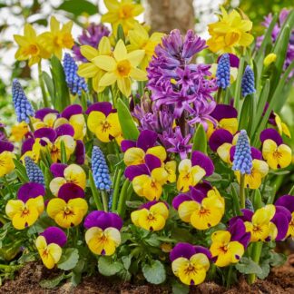 Balkonblumen "Bunte Frühlingsidylle", 11 Pflanzen, bunt*