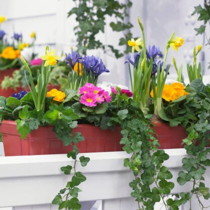 Balkonblumen "Bunter Frühlingsgarten", 15 Pflanzen*