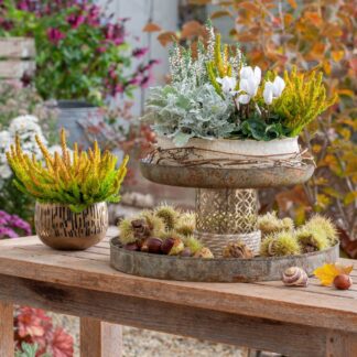 Balkonblumen "Bunter Herbst", 10 Pflanzen, bunt*