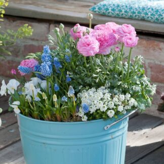 Balkonblumen "Charmante Frühlingsblumen", 7 Pflanzen*