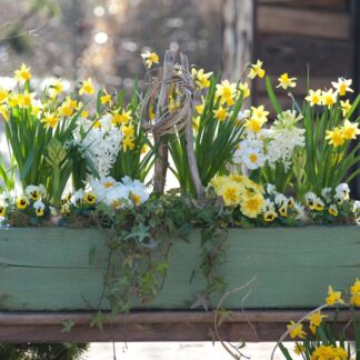 Balkonblumen "Charmanter Frühlingsgarten", 17 Pflanzen, bunt*