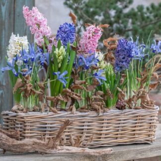 Balkonblumen "Charmantes Frühlingserwachen", 7 Pflanzen*