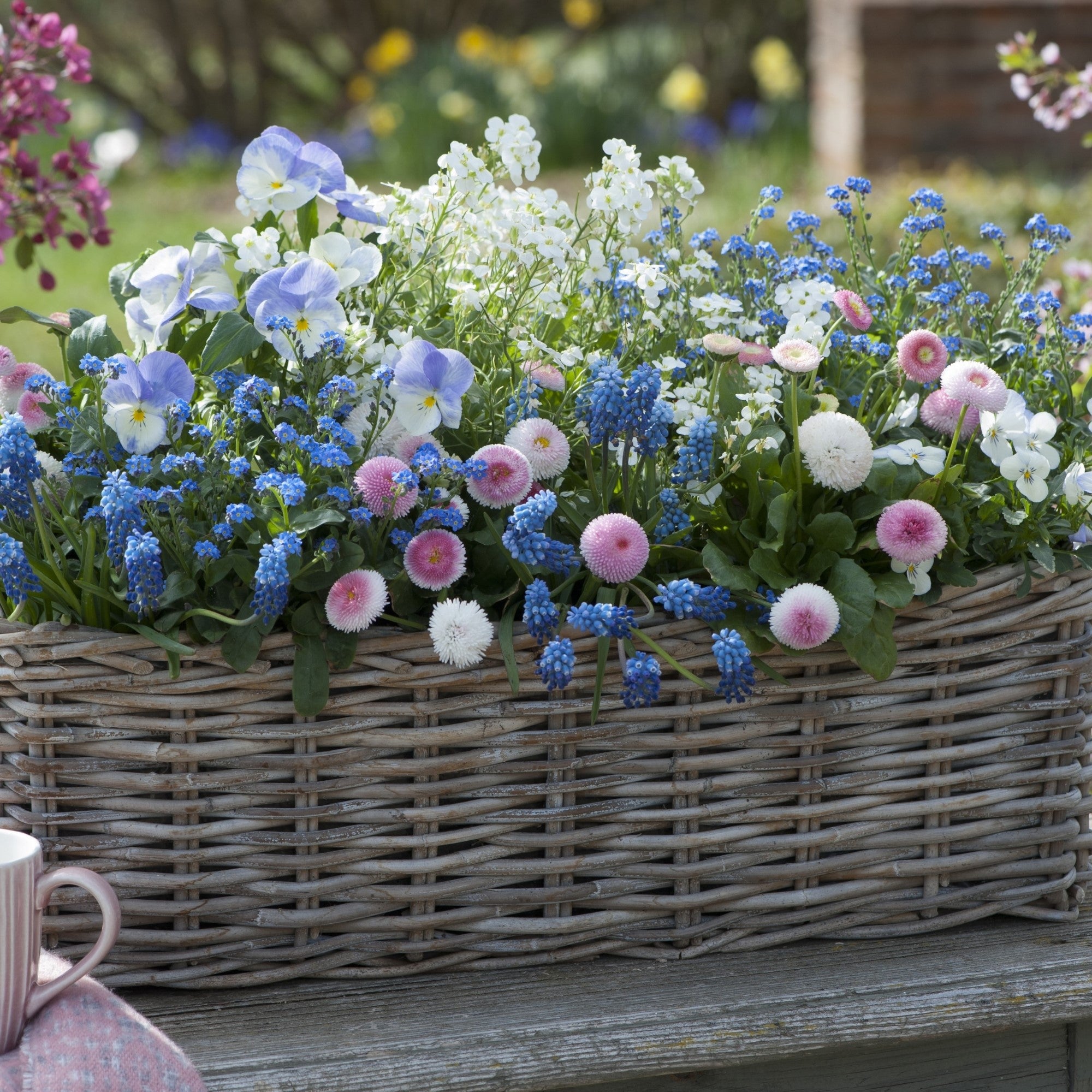 Balkonblumen "Dekorative Farbenpracht", 10 Pflanzen, bunt*