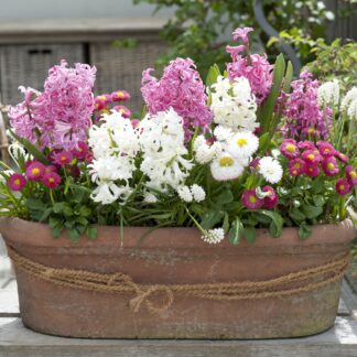 Balkonblumen "Dekorative Frühlingsblüten", 9 Pflanzen, bunt*