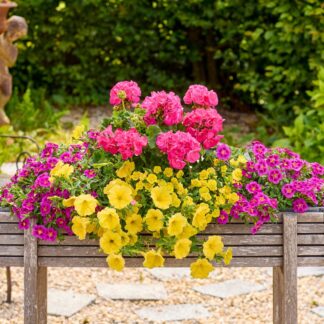 Balkonblumen "Endlose Blütenoase“, 6 Pflanzen, bunt*