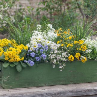 Balkonblumen "Farbenfrohe Frühlingsboten", 17 Pflanzen, bunt*