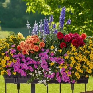 Balkonblumen "Farbenfroher Bienenmagnet", 9 Pflanzen, bunt*