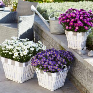 Balkonblumen "Farbenfroher Herbst", 6 Pflanzen, bunt*