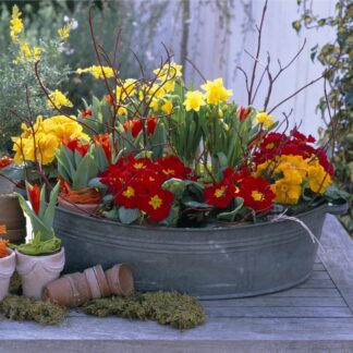 Balkonblumen "Feuriger Frühlingsgruß", 12 Pflanzen, bunt*