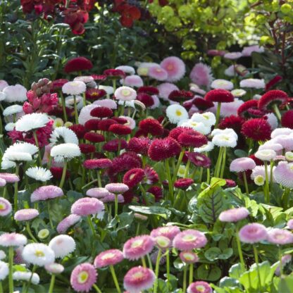 Balkonblumen "Frühlingsbeet mit Gänseblümchen", 6 Pflanzen*