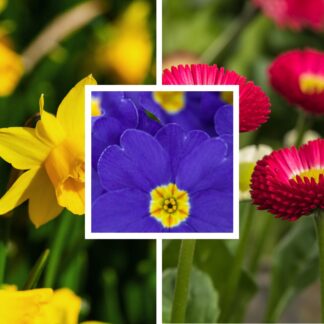Balkonblumen "Frühlingsboten", 6 Pflanzen*