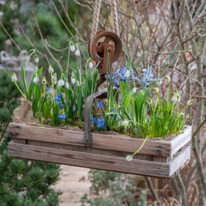 Balkonblumen "Frühlingsboten in der Holzkiste", 14 Pflanzen*