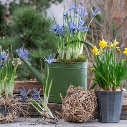 Balkonblumen "Frühlingsduett: Zwergiris und Narzissen", 3 Pflanzen*