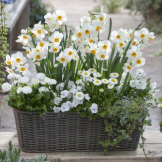 Balkonblumen "Frühlingsfrische Blütenpracht in Weiß", 10 Pflanzen, bunt*