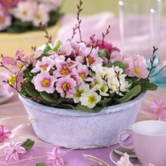 Balkonblumen "Frühlingspracht in zarten Tönen", 6 Pflanzen, bunt*