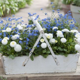 Balkonblumen "Frühlingstraum in Blau & Weiß", 6 Pflanzen, bunt*