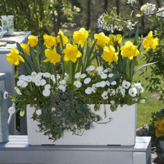 Balkonblumen "Gelb-Weiße Frühlingsfrische", 10 Pflanzen, bunt*