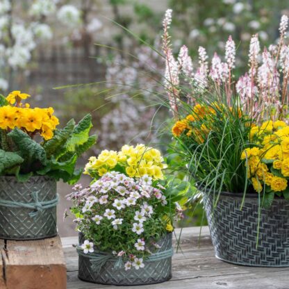 Balkonblumen "Gelb-Weiße Frühlingsgrüße", 9 Pflanzen*