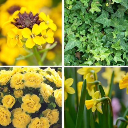 Balkonblumen "Gelbe Blütenfreude", 9 Pflanzen, gelb*