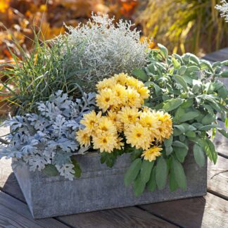 Balkonblumen "Gelber Herbstgruß", 10 Pflanzen*