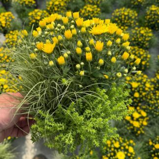 Balkonblumen "Gelber Herbstmix", gelb*