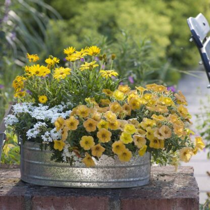 Balkonblumen "Gelber Sonnenschein", 6 Pflanzen*