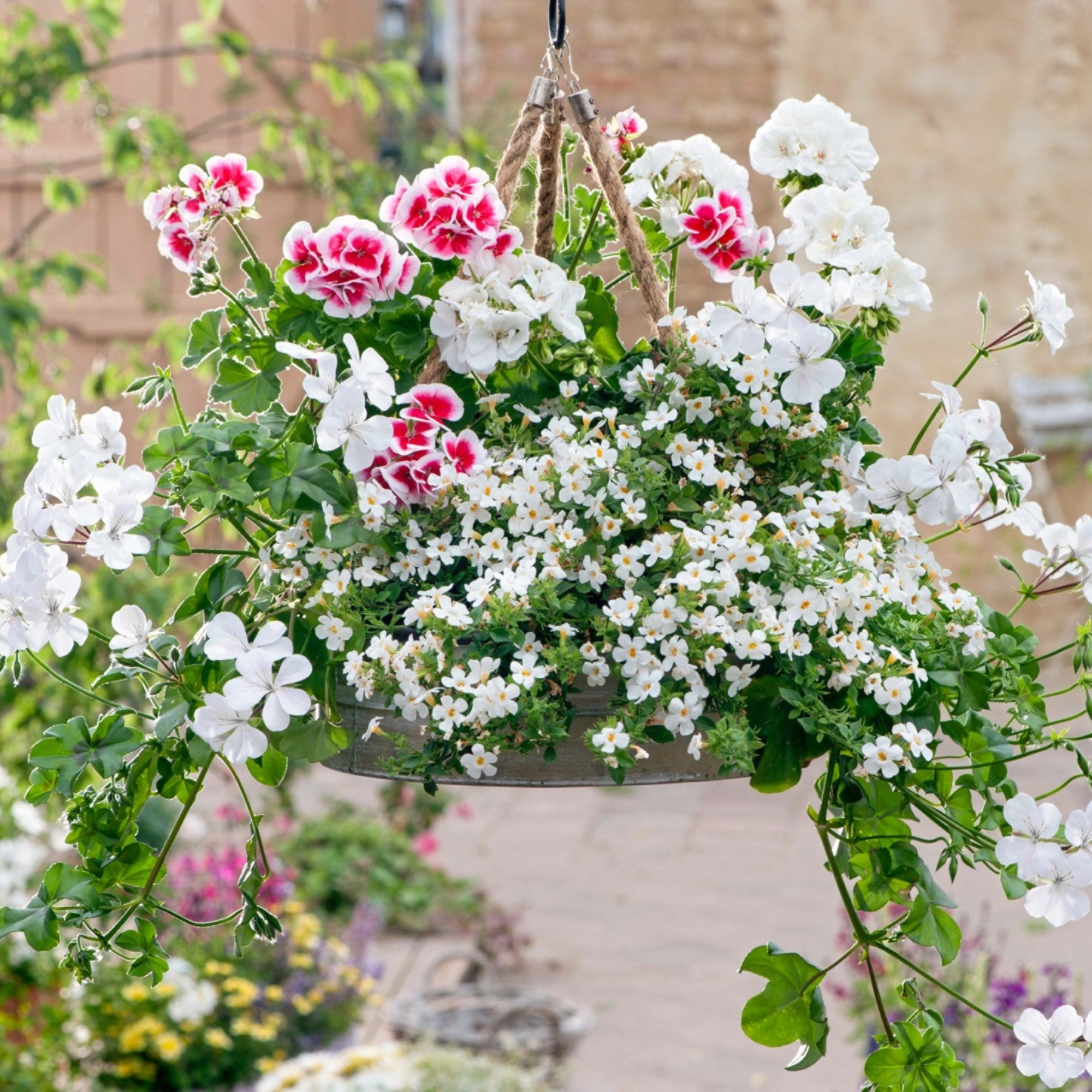 Balkonblumen "Geranienzauber", 6 Pflanzen*