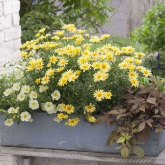 Balkonblumen "Goldener Blütentraum", 6 Pflanzen, bunt*