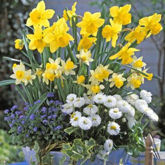 Balkonblumen "Harmonische Frühlingsfreude", 9 Pflanzen, bunt*