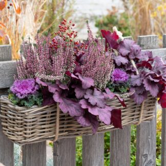 Balkonblumen "Heidetraum", 6 Pflanzen, violett*