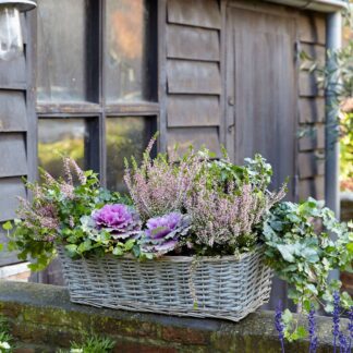 Balkonblumen "Herbst Trio", 9 Pflanzen, bunt*