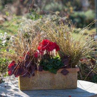 Balkonblumen "Herbstfeuer in Rot", 6 Pflanzen, bunt*