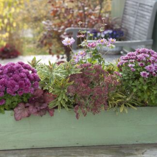Balkonblumen "Herbstliche Blütenharmonie", 9 Pflanzen, bunt*