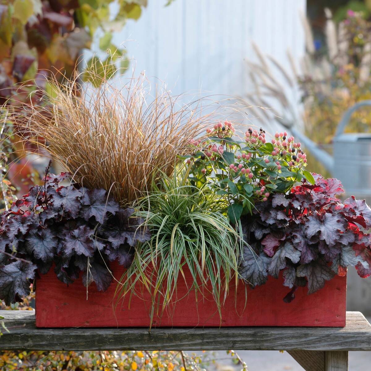 Balkonblumen "Herbstliches Blattspiel", 6 Pflanzen, bunt*