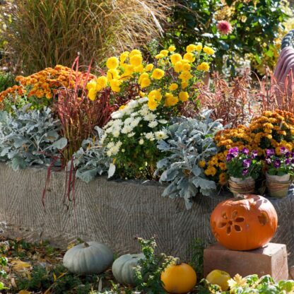 Balkonblumen "Herbstliches Farbenspiel", 9 Pflanzen, bunt*