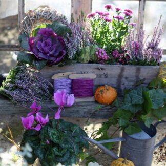 Balkonblumen "Herbstvielfalt", 9 Pflanzen, 9 Pflanzen, bunt*