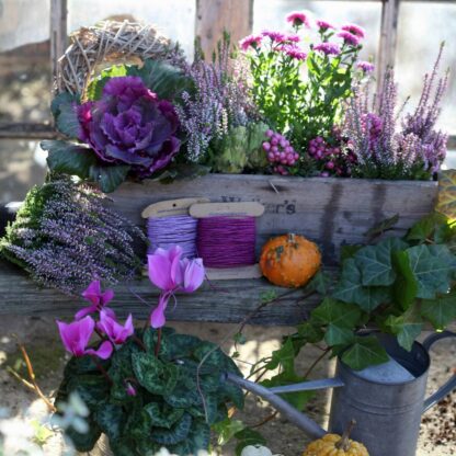 Balkonblumen "Herbstvielfalt", 9 Pflanzen, 9 Pflanzen, bunt*