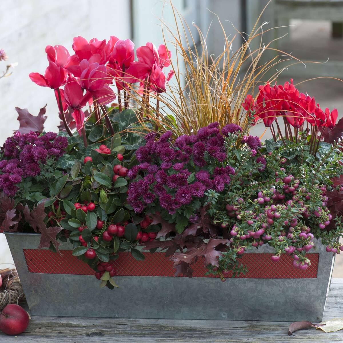 Balkonblumen "Herbstwunder", 9 Pflanzen, bunt*