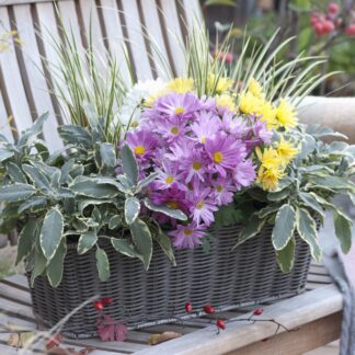 Balkonblumen "Herbstzauber in Pastell", 9 Pflanzen, bunt*