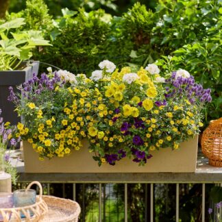 Balkonblumen "Hitzeverträgliche Blütenfreude", 9 Pflanzen, bunt*