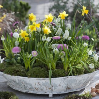 Balkonblumen "Insektenparadies auf dem Balkon", 9 Pflanzen, bunt*