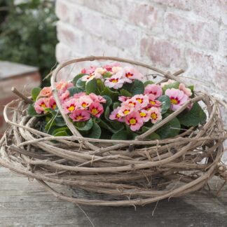 Balkonblumen "Kompakte Frühlingskissen", 6 Pflanzen, rosa*