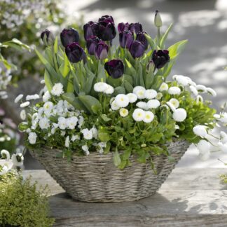 Balkonblumen "Kontrastreicher Frühlingstraum", 10 Pflanzen, bunt*