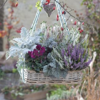 Balkonblumen "Kühler Herbstzauber", 10 Pflanzen, bunt*