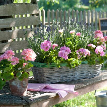 Balkonblumen "Landhaus-Romantik", 6 Pflanzen, rosa*