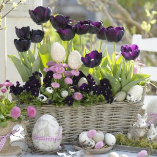 Balkonblumen "Langanhaltende Farbvielfalt", 10 Pflanzen, bunt*