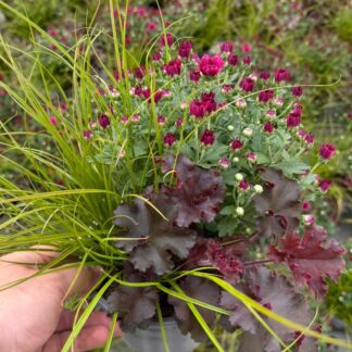 Balkonblumen "Lila Herbstmix", lila*